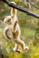FEATURE - Goldmeerkatzen im Qinling-Gebirge in Xi'an, China
