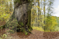 FEATURE - Versteckte Körper in der Natur: Bodypainting Kalender 2021