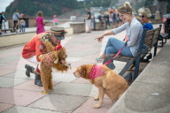 'Telly just isn't the same': glorious return of English seaside entertainment. People young and old enjoy silly fun of Uncle Tacko’s flea circus and a Punch and Judy show in Devon