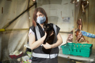 The pet project helping to get rough sleepers in the UK off the streets. How StreetVet helps its 1,060 homeless patients, from staffordshire bull terriers to rabbits (and their owners) into hostels