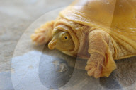 FEATURE - In Nepal entdeckte schillernde Goldschildkröte hat eine spirituelle Bedeutung