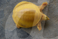 FEATURE - In Nepal entdeckte schillernde Goldschildkröte hat eine spirituelle Bedeutung