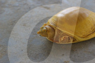 FEATURE - In Nepal entdeckte schillernde Goldschildkröte hat eine spirituelle Bedeutung