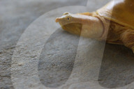 FEATURE - In Nepal entdeckte schillernde Goldschildkröte hat eine spirituelle Bedeutung