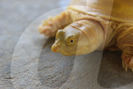 FEATURE - In Nepal entdeckte schillernde Goldschildkröte hat eine spirituelle Bedeutung