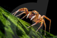 FEATURE - Kleingetier ganz nah: Faszinierende Makro-Aufnahmen