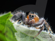 FEATURE - Kleingetier ganz nah: Faszinierende Makro-Aufnahmen