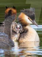 FEATURE - Drei hungrige Lappentaucherküken werden mit  Fisch gefüttert, während sie auf dem Rücken ihrer Eltern sitzen