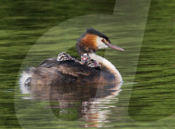 FEATURE - Drei hungrige Lappentaucherküken werden mit  Fisch gefüttert, während sie auf dem Rücken ihrer Eltern sitzen