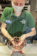 London Zoos 2020 annual weigh-in