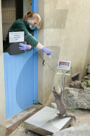 London Zoos 2020 annual weigh-in