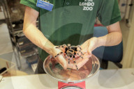 London Zoos 2020 annual weigh-in