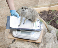 London Zoos 2020 annual weigh-in
