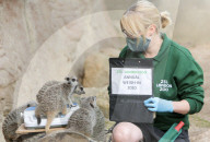 London Zoos 2020 annual weigh-in