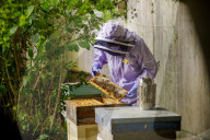 British apiarists knew it all along: honey is the bee's knees. As a study trumpets the food’s medicinal properties, there’s a buzz about beekeeping in the UK.