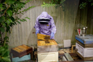 British apiarists knew it all along: honey is the bee's knees. As a study trumpets the food’s medicinal properties, there’s a buzz about beekeeping in the UK.