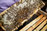 British apiarists knew it all along: honey is the bee's knees. As a study trumpets the food’s medicinal properties, there’s a buzz about beekeeping in the UK.