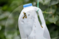 British apiarists knew it all along: honey is the bee's knees. As a study trumpets the food’s medicinal properties, there’s a buzz about beekeeping in the UK.
