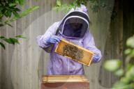 British apiarists knew it all along: honey is the bee's knees. As a study trumpets the food’s medicinal properties, there’s a buzz about beekeeping in the UK.