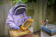 British apiarists knew it all along: honey is the bee's knees. As a study trumpets the food’s medicinal properties, there’s a buzz about beekeeping in the UK.
