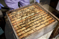 British apiarists knew it all along: honey is the bee's knees. As a study trumpets the food’s medicinal properties, there’s a buzz about beekeeping in the UK.