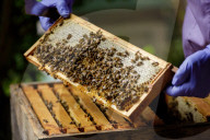 British apiarists knew it all along: honey is the bee's knees. As a study trumpets the food’s medicinal properties, there’s a buzz about beekeeping in the UK.