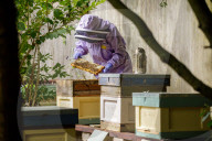 British apiarists knew it all along: honey is the bee's knees. As a study trumpets the food’s medicinal properties, there’s a buzz about beekeeping in the UK.
