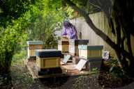 British apiarists knew it all along: honey is the bee's knees. As a study trumpets the food’s medicinal properties, there’s a buzz about beekeeping in the UK.
