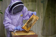 British apiarists knew it all along: honey is the bee's knees. As a study trumpets the food’s medicinal properties, there’s a buzz about beekeeping in the UK.