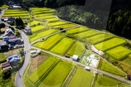 FEATURE - Reisernte in Japan