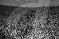 Iowa's farmers count the cost of a rare storm – photo essay. The hurricane-like storm, called a derecho, tore through Iowa this month, damaging buildings and threatening the harvest.