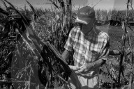 Iowa's farmers count the cost of a rare storm – photo essay. The hurricane-like storm, called a derecho, tore through Iowa this month, damaging buildings and threatening the harvest.