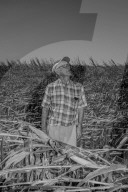 Iowa's farmers count the cost of a rare storm – photo essay. The hurricane-like storm, called a derecho, tore through Iowa this month, damaging buildings and threatening the harvest.