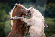 FEATURE -  Halbwilde Pony kämpfen spielerisch auf der Halbinsel Gower in Wales
