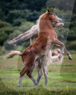 FEATURE -  Halbwilde Pony kämpfen spielerisch auf der Halbinsel Gower in Wales
