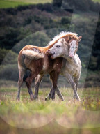 FEATURE -  Halbwilde Pony kämpfen spielerisch auf der Halbinsel Gower in Wales
