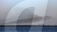 FEATURE - Riesige Vogelschwärme in Norfolk, UK