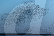 FEATURE - Riesige Vogelschwärme in Norfolk, UK