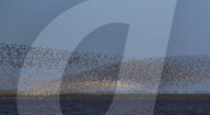 FEATURE - Riesige Vogelschwärme in Norfolk, UK