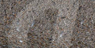 FEATURE - Riesige Vogelschwärme in Norfolk, UK