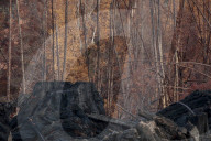 Native forests: why logging in Victoria and Tasmania is under pressure. Conservationists say legal action and industry certification failures should send a clear message to government forestry agencies.