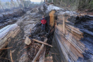 Native forests: why logging in Victoria and Tasmania is under pressure. Conservationists say legal action and industry certification failures should send a clear message to government forestry agencies.