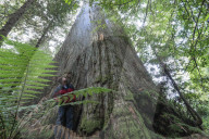 Native forests: why logging in Victoria and Tasmania is under pressure. Conservationists say legal action and industry certification failures should send a clear message to government forestry agencies.