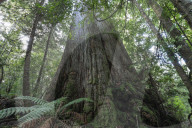 Native forests: why logging in Victoria and Tasmania is under pressure. Conservationists say legal action and industry certification failures should send a clear message to government forestry agencies.