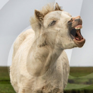 FEATURE - Vom Pony ausgelacht