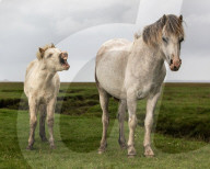 FEATURE - Vom Pony ausgelacht