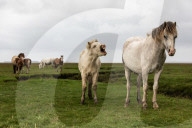 FEATURE - Vom Pony ausgelacht