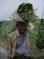 NEWS -  Tabakbauern in Zentral-Java, Indonesien