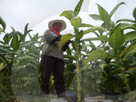 NEWS -  Tabakbauern in Zentral-Java, Indonesien