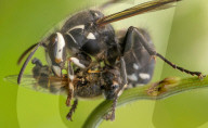 FEATURE - Hornisse tötet Insekt